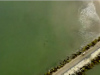 Leopard Sharks Swarming in Southern California